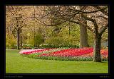 Keukenhof Hollandia 060